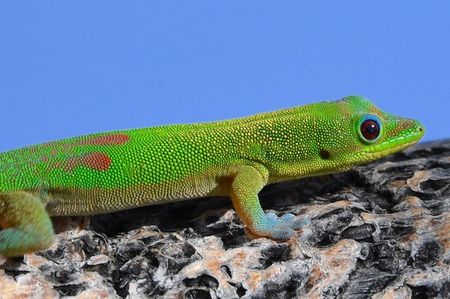 Sun Photo A00016 6-20-2018 Green Gecko on the Big Island low resolution