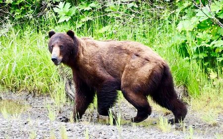 Sun Photo A00009 6-12-2019 Bear near Icy Strait Point Alaska 2 low resolution