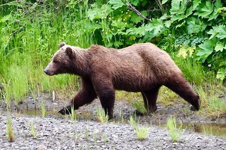 Sun Photo A00008 6-12-2019 Bear near Icy Strait Point Alaska 1 low resolution