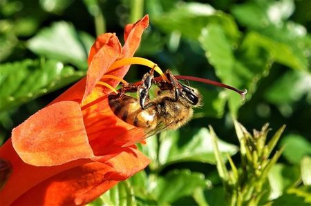 Sun Photo A00006 10-19-2022 Bee on orange flower low resolution