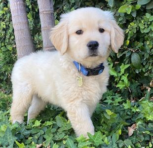 Sun Photo A00018 5-20-2020 Apollo the Golden Retriever low resolution