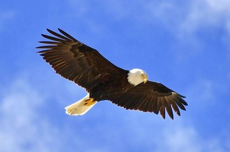 Sun Photo A00007 6-13-2019 Eagle in Juneau AK low resolution