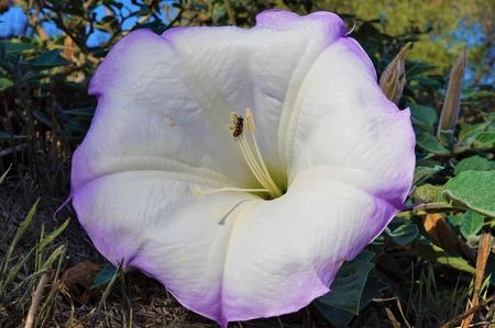 Sun Photo A00041 10-29-2022 White flower with purple trim and a bee low resolution