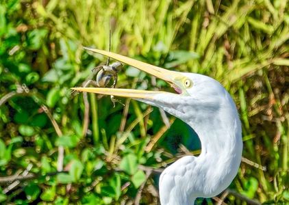 Sun Photo A00011 2-25-2019 Great egret catches lizard 2 low resolution