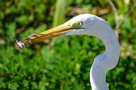 Sun Photo A00010 2-25-2019 Great egret catches lizard 1 low resolution