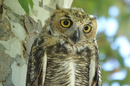 Sun Photo A00004 7-19-2022 Owl in Orange County CA low resolution