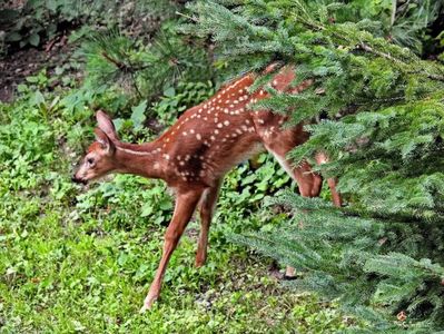 Bambi 2