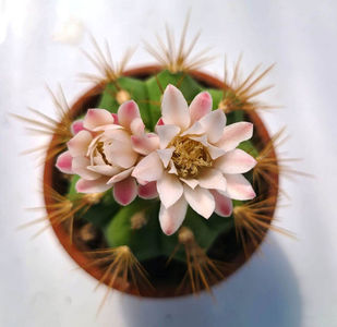Gymnocalycium chacoense