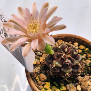 Gymnocalycium mihainovochii Day Dream