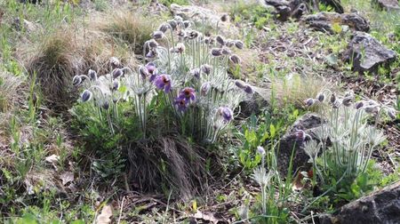 31.03.2025 IMG_9090; Pulsatilla vulgaris
