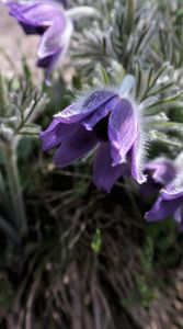 31.03.2025 IMG_9150; Pulsatilla vulgaris

