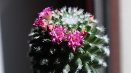 ; Cactus Aporocactus
