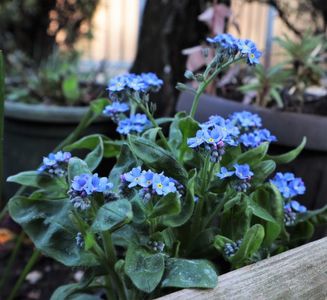 nu ma uita  IMG_9168