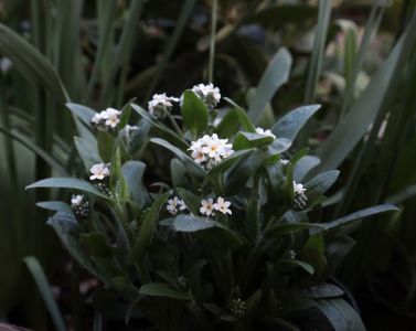 nu ma uita alb  IMG_9170