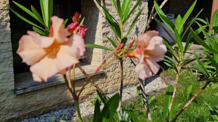 Apricot Queen