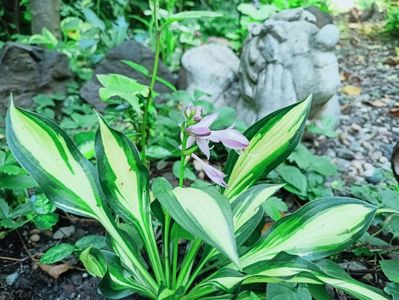 05.08.2025, Hosta Lakeside Little Tuft