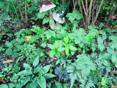 Hosta True Blue