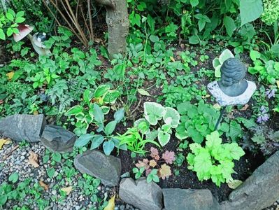 Hosta Canadian Blue, Heuchera Peachberry Ice și Heucherella Redstone Falls