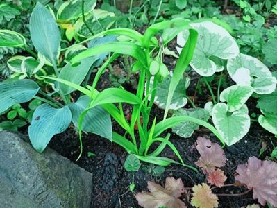 Hosta Canadian Blue, Tradescantia Sweet Kate,Heuchera Peachberry Ice