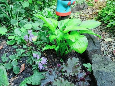 Campanula Gaudi Violet, Heuchera Purple Petticoats Petticoats și Hosta Guacamole