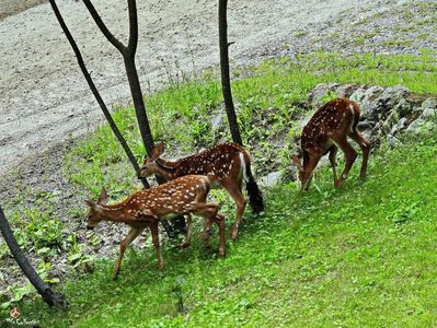 Bambi 3