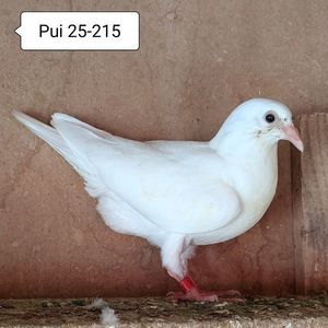 Pui 25-215