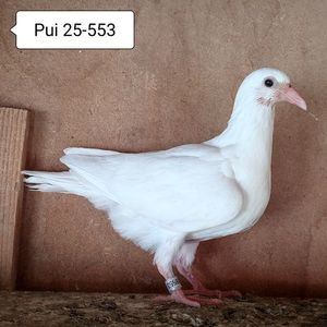 Pui 25-553