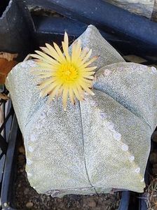 Astrophytum myriostigma