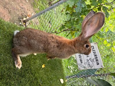 Femela din Martie tatuata