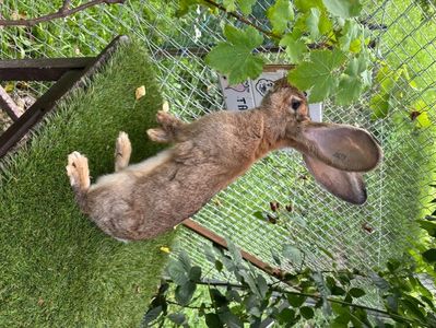 femela din martie tatuata