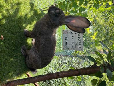 femela urias german gri fier