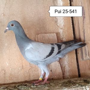 Pui 25-541