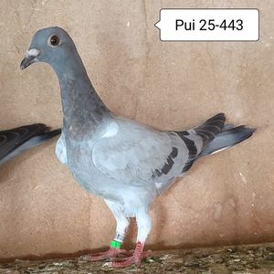 Pui 25-443