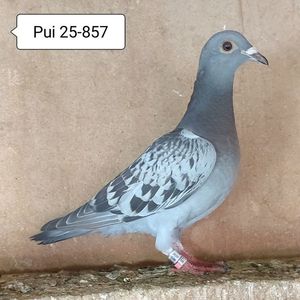 Pui 25-857....-10 lei