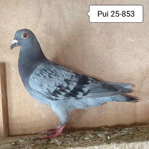 Pui 25-853....-10 lei