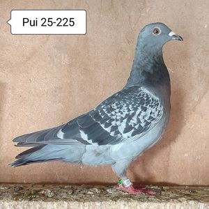 Pui 25-225....-10 lei