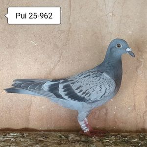 Pui 25-962....-10 lei