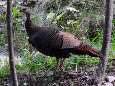 TURKEY FEMALE 2, QC