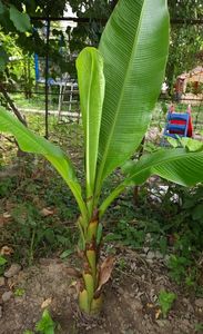 Banan din seminte madeira