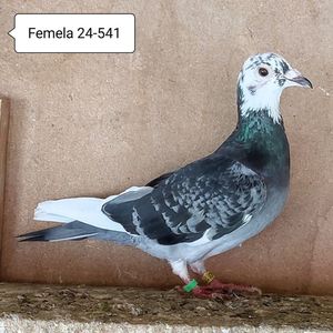 Femela 24-541