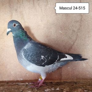 Mascul 24-515