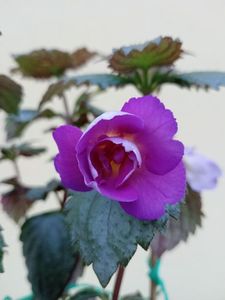 BriDs Edith M Bonfim