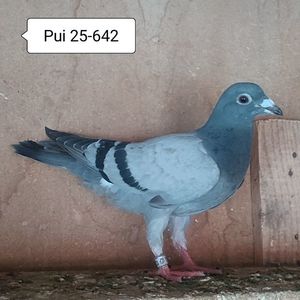 Pui 25-642