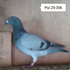 Pui 25-356....-10 lei