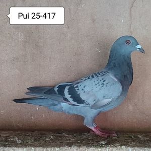 Pui 25-417....-10 lei