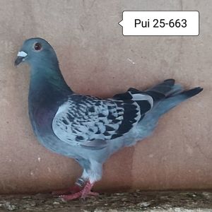 Pui 25-663