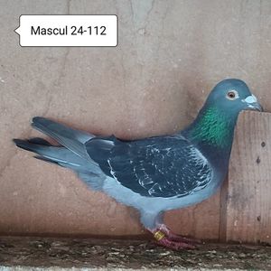 Mascul 24-112