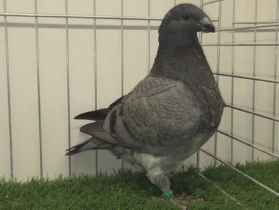 MASCUL RO 25 - 110
