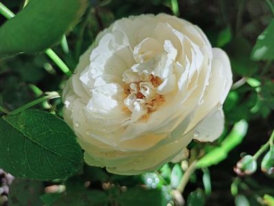 Desdemona
