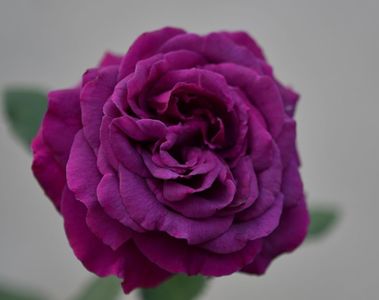 Parfum de Reve (tufa) 70 lei